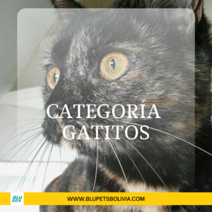 Gatos